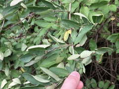 Lonicera morrowii