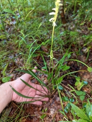 Spiranthes vernalis