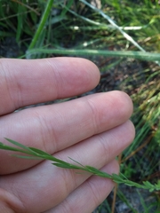 Linum floridanum