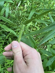 Dichanthelium leibergii