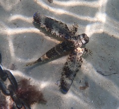 Dactylopterus volitans