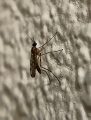 Sylvicola