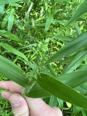 Dichanthelium leibergii