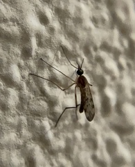 Sylvicola