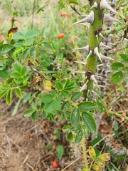 Rosa rubiginosa