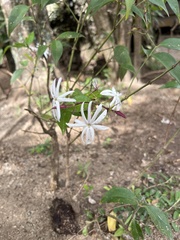 Jasminum