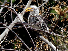 Tockus leucomelas leucomelas