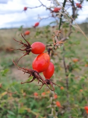 Rosa rubiginosa