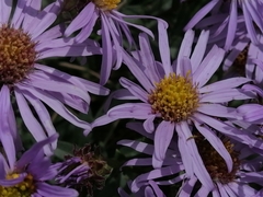 Aster