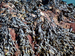 Fucus vesiculosus