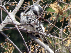 Tockus leucomelas leucomelas
