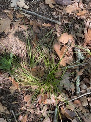 Carex muehlenbergii