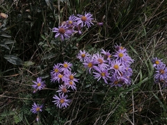 Aster