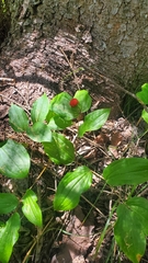 Prosartes trachycarpa
