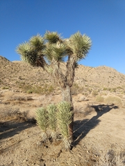 Yucca brevifolia
