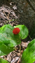 Prosartes trachycarpa