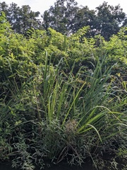 Zizaniopsis miliacea