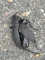 Carabus coriaceus