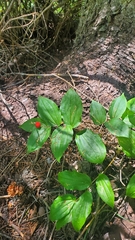 Prosartes trachycarpa