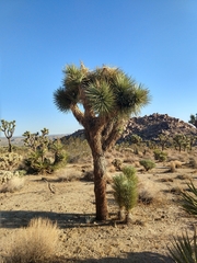 Yucca brevifolia