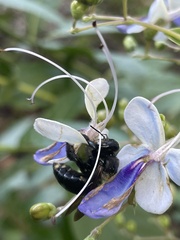 Xylocopa micans