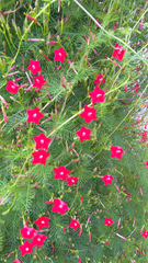 Ipomoea quamoclit