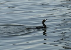 Phalacrocorax