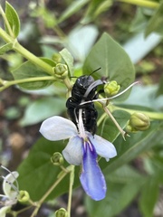 Xylocopa micans