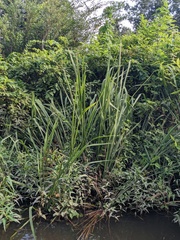 Zizaniopsis miliacea