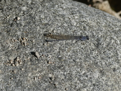 Argia lugens