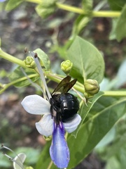 Xylocopa micans