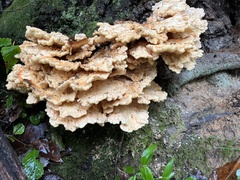 Laetiporus sulphureus