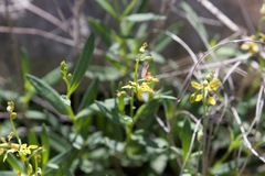 Galphimia angustifolia