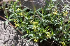 Galphimia angustifolia