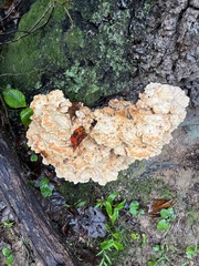 Laetiporus sulphureus