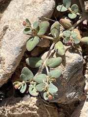 Euphorbia micromera