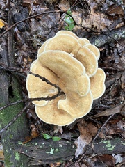 Bondarzewia berkeleyi