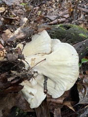 Bondarzewia berkeleyi