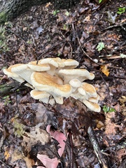 Bondarzewia berkeleyi