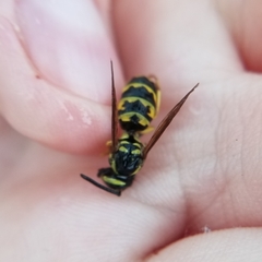 Vespula flavopilosa
