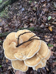 Bondarzewia berkeleyi