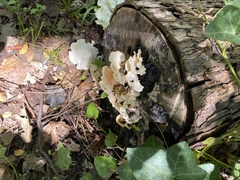 Favolus brasiliensis