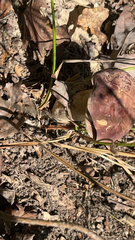 Tylopilus rubrobrunneus