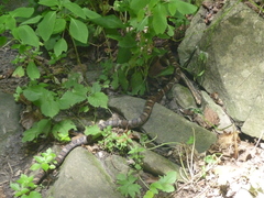 Lampropeltis triangulum