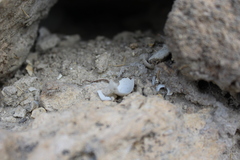 Tarentola mauritanica