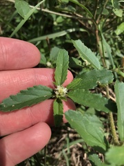 Croton glandulosus septentrionalis