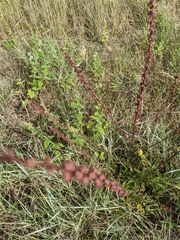 Orobanchaceae
