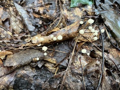 Marasmius capillaris