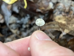 Marasmius capillaris