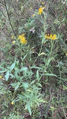 Pentanema britannica